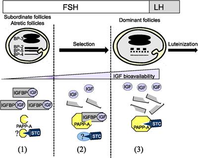 Insulin-Like Growth Factor Binding Proteins and IGFBP Proteases: A Dynamic System Regulating the Ovarian Folliculogenesis